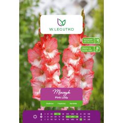 Mečík - Pink Lady - velkokvětý - bílý a růžový - 5 ks. - Cibule a oddenky - W. Legutko Mečík - Pink Lady - velkokvětý - bílý a růžový - 5 ks. - Cibule a oddenky - W. Legutko