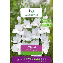 Mečík - White Prosperity - velkokvětý - bílý - 5 ks. - Cibule a oddenky - W. Legutko