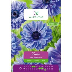 Sasanka - Lord Lieutenant - St. Brigid - modrá - 8 ks. - Cibule a oddenky - W. Legutko Sasanka - Lord Lieutenant - St. Brigid - modrá - 8 ks. - Cibule a oddenky - W. Legutko