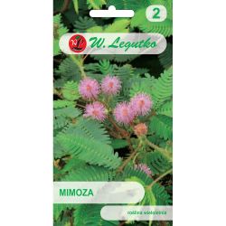 Mimosa - růžová - Semena květin v květináči - W. Legutko
