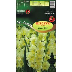 Mečík - Flevo Jive - velkokvětý - 5 ks. - Cibule a oddenky - W. Legutko Mečík - Flevo Jive - velkokvětý - 5 ks. - Cibule a oddenky - W. Legutko