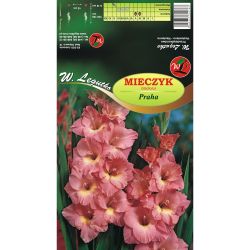 Mečík - Praha - velkokvětý - lososově růžový - 5 ks. - Cibule a oddenky - W. Legutko