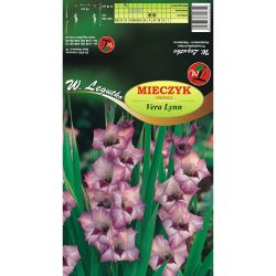 Mečík - Vera Lynn - velkokvětý - fialovo-růžovo-bílý - 5 ks. - Cibule a oddenky - W. Legutko