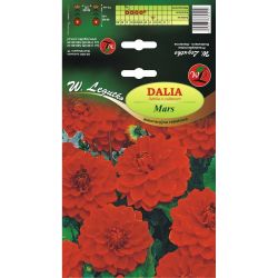 Zahradní jiřina - Mars - dekorativní - bordura - rumělka - 1 ks. - Cibule a oddenky - W. Legutko