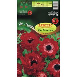Sasanka - Guvernér - St. Brigid - červená - 8 ks. - Cibule a oddenky - W. Legutko Sasanka - Guvernér - St. Brigid - červená - 8 ks. - Cibule a oddenky - W. Legutko