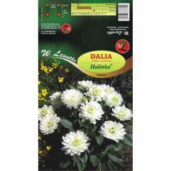 Zahradní jiřina - Halinka - Dalinka - bílá - 1 ks. - Cibule a oddenky - W. Legutko