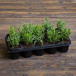 Munstead Blue Strain levandule – sada sazenic po 10 kusech - Sazenice - W. Legutko Munstead Blue Strain levandule – sada sazenic po 10 kusech - Sazenice - W. Legutko