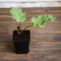 Rhubarb Leader - sazenice v květináči - Sazenice - W. Legutko Rhubarb Leader - sazenice v květináči - Sazenice - W. Legutko