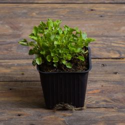 Karpatský zvon - modrý - 1 ks. - Sazenice - W. Legutko Karpatský zvon - modrý - 1 ks. - Sazenice - W. Legutko