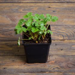 Baron lesní jahoda - sazenice v květináči - 1 ks. - Sazenice - W. Legutko Baron lesní jahoda - sazenice v květináči - 1 ks. - Sazenice - W. Legutko