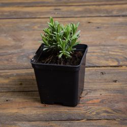 Munstead Blue Strain levandule - sazenice 1 květináč - Sazenice - W. Legutko Munstead Blue Strain levandule - sazenice 1 květináč - Sazenice - W. Legutko