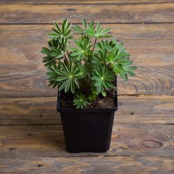 Vytrvalá lupinová směs - sadba 1 ks. - Sazenice - W. Legutko