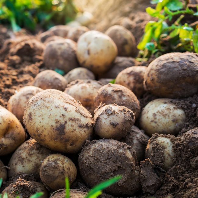 Sadbové brambory - Jurek 5kg - Cibule a oddenky - W. Legutko Sadbové brambory - Jurek 5kg - Cibule a oddenky - W. Legutko