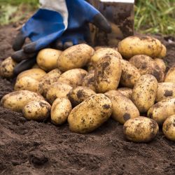 Sadbové brambory - Želé 5kg - Cibule a oddenky - W. Legutko Sadbové brambory - Želé 5kg - Cibule a oddenky - W. Legutko