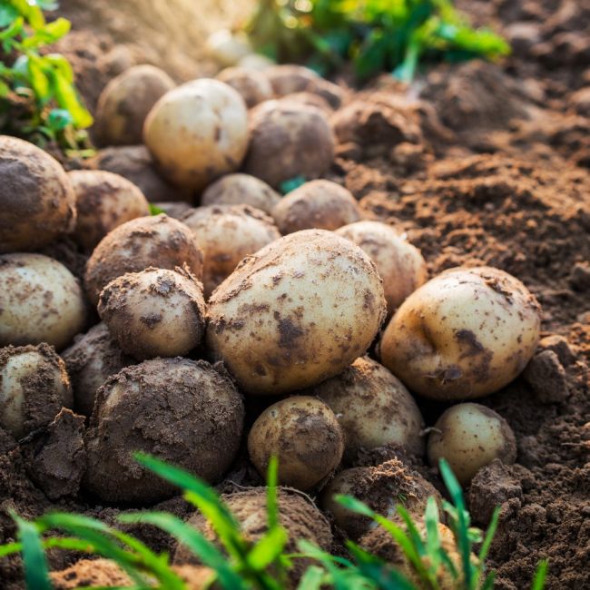 Sadbové brambory - hvězdice 5kg - Cibule a oddenky - W. Legutko Sadbové brambory - hvězdice 5kg - Cibule a oddenky - W. Legutko