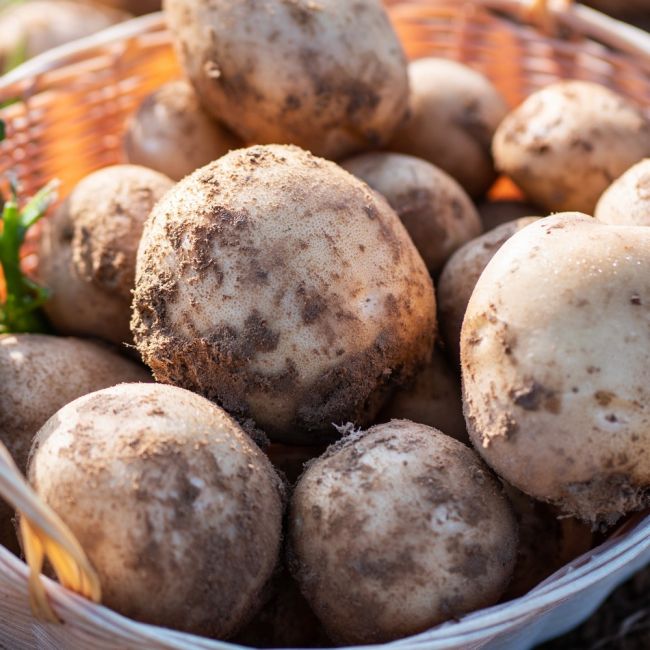 Sadbové brambory - Ignacy 5kg - Cibule a oddenky - W. Legutko Sadbové brambory - Ignacy 5kg - Cibule a oddenky - W. Legutko