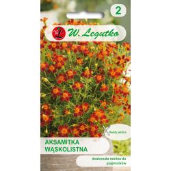 Tagetes - úzkolistá - Red Gem - Semena - W. Legutko