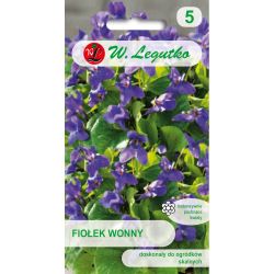 Voňavá fialka - fialová - Semena - W. Legutko