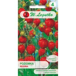 Lesní jahoda - Regina - Semena - W. Legutko