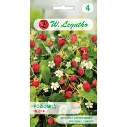 Lesní jahoda - Rujána - Semena - W. Legutko