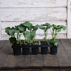 Brokolice Caesar - sada 10 sazenic - Sazenice - W. Legutko Brokolice Caesar - sada 10 sazenic - Sazenice - W. Legutko