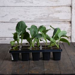 Květák Iglú - sada 10 sazenic - Sazenice - W. Legutko Květák Iglú - sada 10 sazenic - Sazenice - W. Legutko