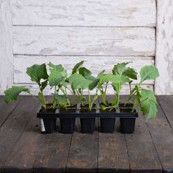 Delikatess weisser kedlubna - sada 10 sazenic - Sazenice - W. Legutko Delikatess weisser kedlubna - sada 10 sazenic - Sazenice - W. Legutko