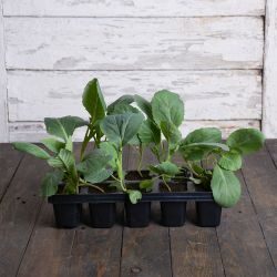 Bílé hlávkové zelí Stone Head - sada 10 sazenic - Sazenice - W. Legutko Bílé hlávkové zelí Stone Head - sada 10 sazenic - Sazenice - W. Legutko