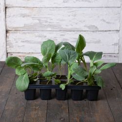 Bílé hlávkové zelí Ditmarska Nejranější - sada 10 sazenic - Sazenice - W. Legutko Bílé hlávkové zelí Ditmarska Nejranější - sada 10 sazenic - Sazenice - W. Legutko