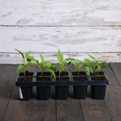 Robertina pepř - sada 10 sazenic - Sazenice - W. Legutko Robertina pepř - sada 10 sazenic - Sazenice - W. Legutko