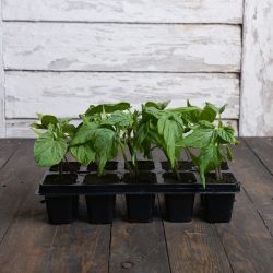 Tomato Kmicic - sada 10 sazenic - Sazenice - W. Legutko Tomato Kmicic - sada 10 sazenic - Sazenice - W. Legutko