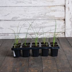 Blue Solaise pórek - sada 10 sazenic - Sazenice - W. Legutko Blue Solaise pórek - sada 10 sazenic - Sazenice - W. Legutko