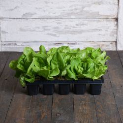 Justýna salát - sada 10 sazenic - Sazenice - W. Legutko Justýna salát - sada 10 sazenic - Sazenice - W. Legutko