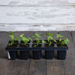 Goldgelber 2 celer - sada 10 sazenic - Sazenice - W. Legutko Goldgelber 2 celer - sada 10 sazenic - Sazenice - W. Legutko