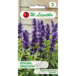 Šalvěj - pomoučená - tmavě modrá - Semena - W. Legutko