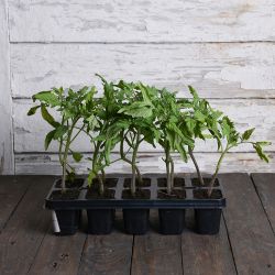 Tomato Mascot - sada 10 sazenic - Sazenice - W. Legutko Tomato Mascot - sada 10 sazenic - Sazenice - W. Legutko