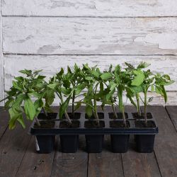 Oblíbené rajče - sada 10 sazenic - Sazenice - W. Legutko Oblíbené rajče - sada 10 sazenic - Sazenice - W. Legutko