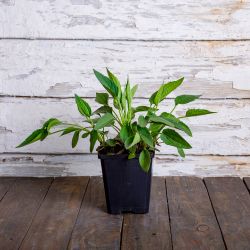 Rudbeckia brilantní Yucon Gold - sazenice 1 ks. - Sazenice - W. Legutko Rudbeckia brilantní Yucon Gold - sazenice 1 ks. - Sazenice - W. Legutko