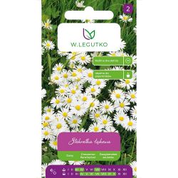 Sedmikráska luční - bílá - Semena - W. Legutko