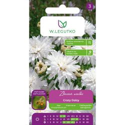 Pyrethrum - Crazy Daisy - bílá - Semena - W. Legutko
