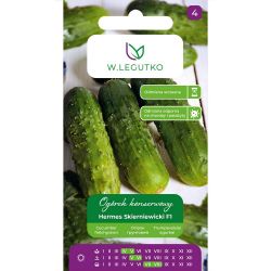 Nakládaná venkovní okurka - Hermes Skierniewicki F1 - Semena - W. Legutko