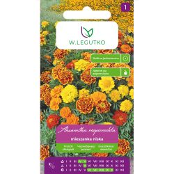 Tagetes rozptýlené - směs - Semena - W. Legutko