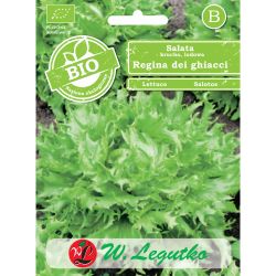 Hlávkový salát - Regina dei ghiacci - Semena - W. Legutko Hlávkový salát - Regina dei ghiacci - Semena - W. Legutko