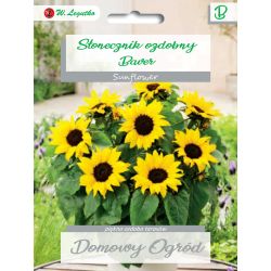 Slunečnice - okrasná - trpasličí single - Baver - Semena - W. Legutko
