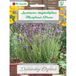Levandule - úzkolistá - Munstead Strain - Semena - W. Legutko