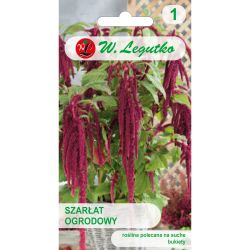 Amarant visící - červený - Semena - W. Legutko Amarant visící - červený - Semena - W. Legutko