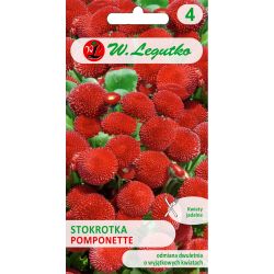 Sedmikráska obecná Pomponette - červená - Semena - W. Legutko