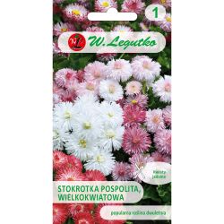 Sedmikráska obecná - velkokvětá - směs - Semena - W. Legutko