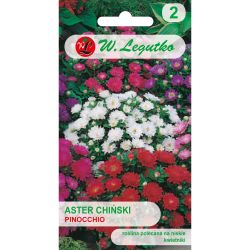 Astra - čínská - trpasličí - Pinocchio - Semena - W. Legutko