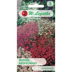 Tečkovaný karafiát - směs - Semena - W. Legutko